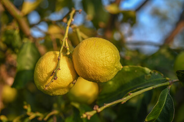 juicy lemons on a lemon tree in Cyprus in winter 5