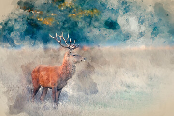 Digital watercolour painting of Stunning photo of Red Deer Cervus Elaphus in Autumn sunrise landscape with golden sun glow during annual rut