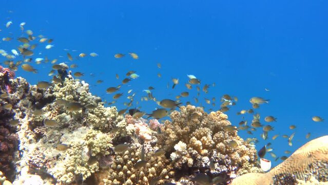 Arabian chromis fishes (Chromis flavaxilla) near coral reef, Red sea