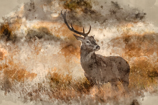 Digital watercolour painting of Stunning photo of Red Deer Cervus Elaphus in Autumn sunrise landscape with golden sun glow during annual rut