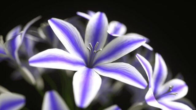 Blooming flower on a black background, time lapse, 3D animation