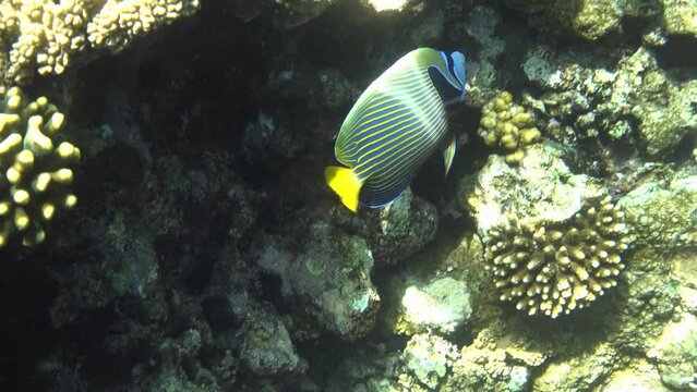Emperor angelfish (Pomacanthus imperator) fish swimming in the tropical sea