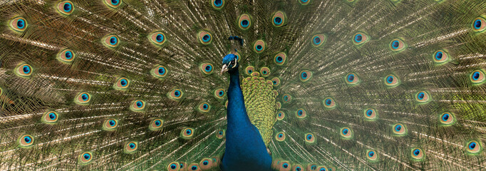 Close up of colorful peacock with his feathers fanned out