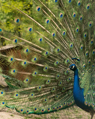 Fototapeta premium Close up of colorful peacock with his feathers fanned out