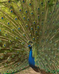 Obraz premium Close up of colorful peacock with his feathers fanned out