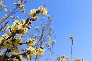 Delicate willow flowers on a background of blue sky, spring floral arrangement, banner with place for text. Holiday concept and greeting card for Easter