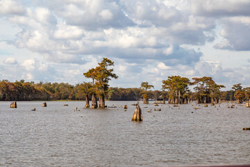 Fototapeta na wymiar Majestic Cypress Trees and Stumps Standing in Low Water in the Atchafalaya Swamp, Louisiana During Drought