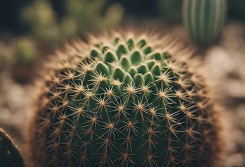 Cercles muraux Cactus Illustration of a cactus