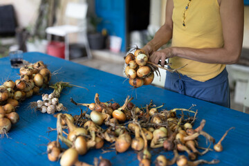 Discovery Traditional Agriculture: Knitting an Onion Braid by Hands