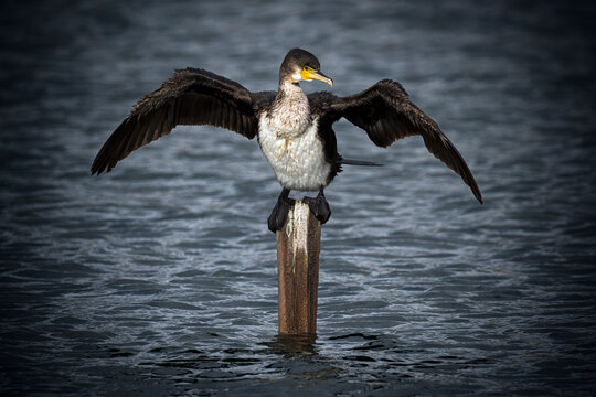 Cormorant stretching its wings to dry out at lagoon
