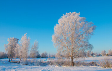 Winter, frozen trees covered with frost. beautiful illustration about winter
