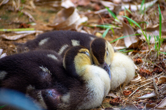 Two newly hatched baby muscovy ducks resting in their nest