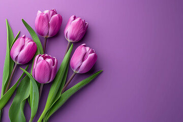 Tulip Flowers Blossoming Against a Lavender Background, copy space for text, backdrop, wishes, valentine, mothers day, friendship day, valentine's day, birthday, greeting card, blank space, floral