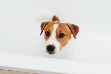 Cute Jack Russell Terrier dog taking bath at home. Portrait of adorable dog standing in bathtub and...