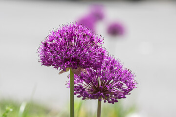 Allium hollandicum persian onion dutch garlic purple sensation flowering plant, ornamental flowers in bloom