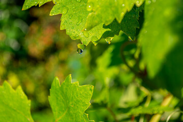 Drops of dew on the green leaves of a vineyard