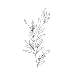 Fototapeta na wymiar Simple line drawing of an olive branch. Elegant illustration for invites and cards