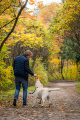 A Man Walking Two Dogs on a Path in the Woods. A man takes a leisurely stroll on a wooded path, accompanied by his two loyal canine companions.