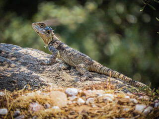 lizard on the rocks