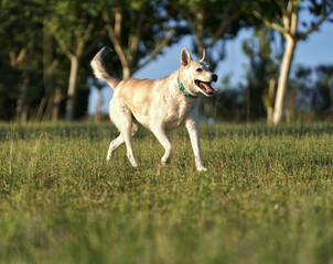 golden retriever running