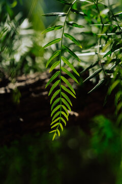Weeping Willow Leaf in Cyprus