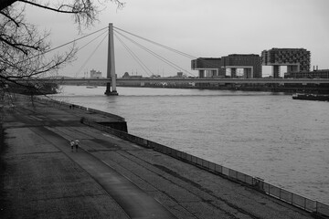 Panorama von Köln mit Kranhäuser und Blick über den Rhein