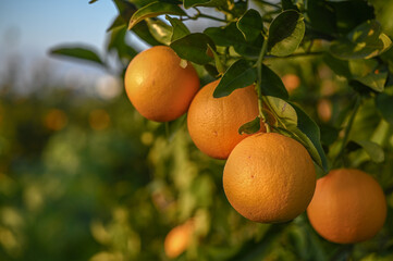 juicy oranges in an orange orchard in Cyprus in winter 14