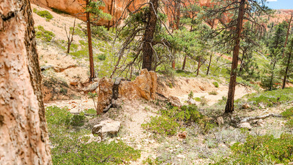 Obraz premium Bryce Canyon National Park, Utah