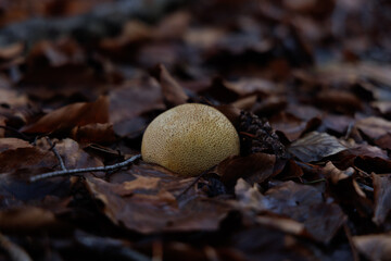 mushrooms on the ground