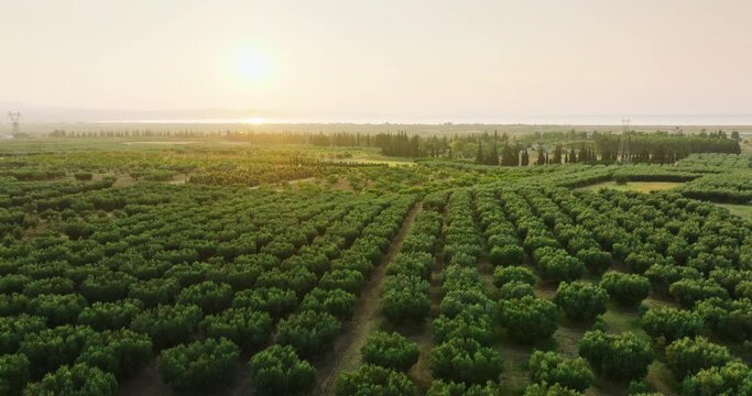 Aerial view Olives Garden grove in summer symbol of Greece. Trees pattern of slide from drone forward on treetops on sunset. Farming fields of Olive trees. Industrial scale growing Eco friendly food