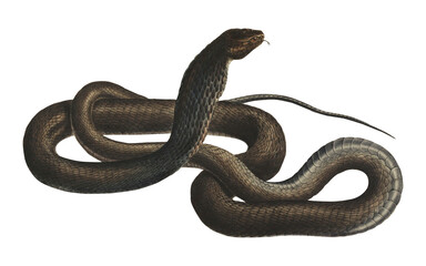 Vintage Dark Cobra Scientific Illustration Venomous Snake