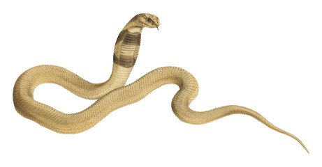 Vintage White Cobra Scientific Illustration Venomous Snake