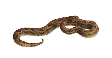 Vintage Viper Scientific Illustration Venomous Snake