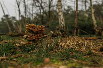 Mushrooms on tree