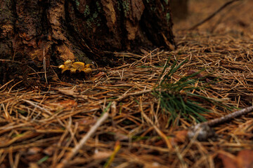 Mushroom and moss on the tree