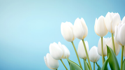 Tulips - Classic Beauty - White Flowers