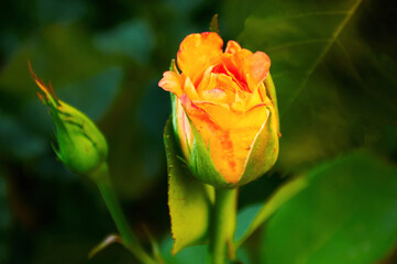 Yellow-red rose bud in the garden close-up