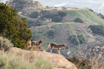 Naklejka na ściany i meble Wild coyotes on rock formation near Los Angeles in Chatsworth California. 