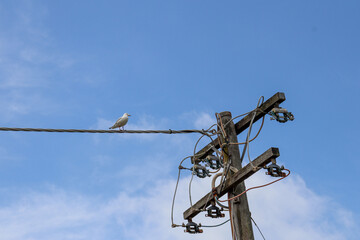 seagull on power lines and electricity pole