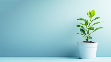 Potted plant on blue background symbolizing growth and simplicity