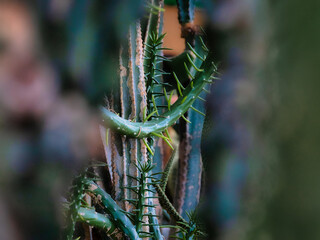 close up of a cactus