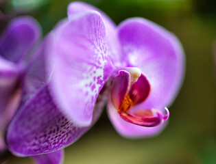 purple orchid flower