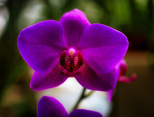 purple orchid flower