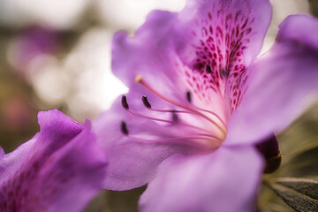 purple orchid flower