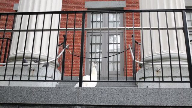 White peacock on stone stairway of house behind metal grill fence. 