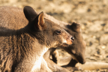 With tears in its eyes, a forlorn kangaroo gazes into the distance