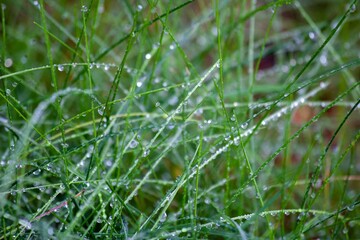 dew on grass