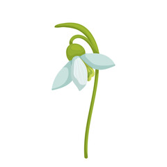 Colorful spring snowdrop flower. Vector graphics.