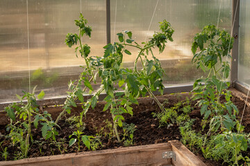 Tomato plants growing in a greenhouse