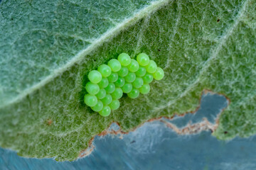 Cluster of green insect eggs on the underside of a leaf